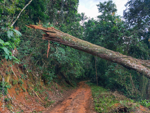 fallen tree