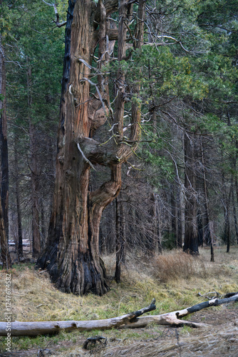 Sequoia tree in Yosemite National Park 