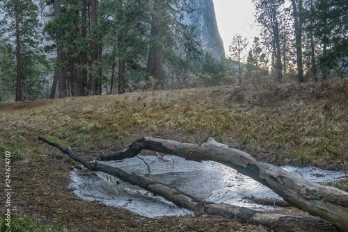 Log over a small frozen pond in Yosemite National Park
