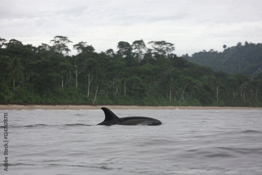 Fototapeta premium A black dolphin swims in the ocean