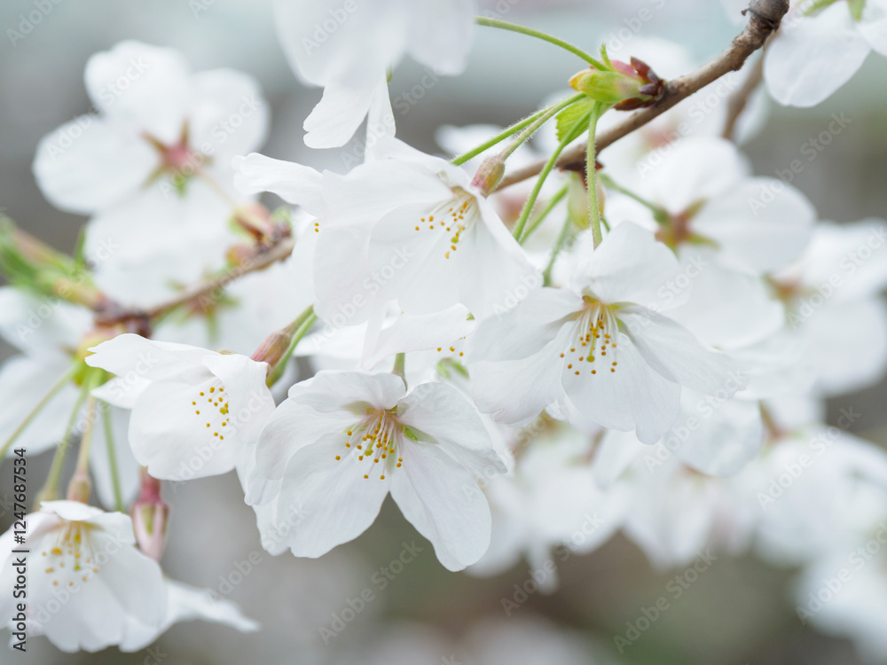 桜咲く