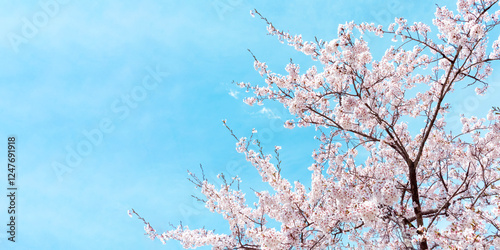 Spring scenery adorned with a vibrant blue sky and fully bloomed cherry blossoms. photo