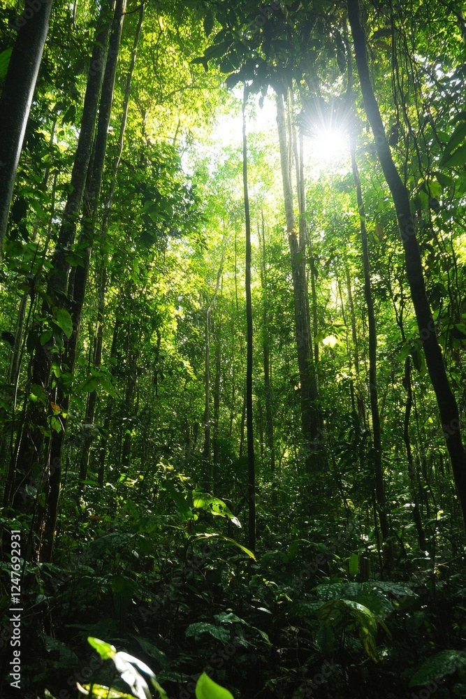 Fototapeta premium A dense forest with sunlight streaming through the canopy