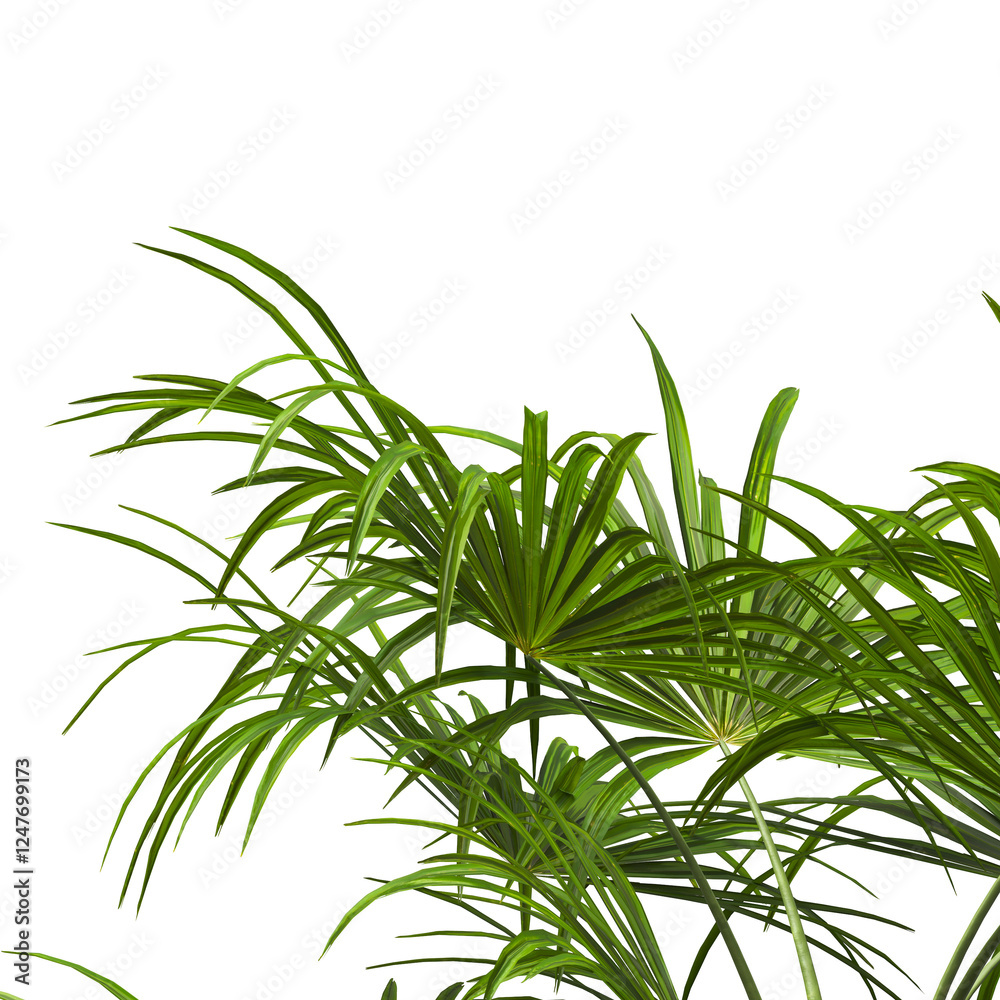 corner palm Tree branch isolated on white background. also known as the Rhapidophyllum hystrix, needle palm, European fan palm, Phoenix roebelenii, dwarf date palm, pygmy date palm, robellini palm. corner palm Tree branch isolated on white background. also known as the Rhapidophyllum hystrix, needle palm, European fan palm, Phoenix roebelenii, dwarf date palm, pygmy date palm, robellini palm.