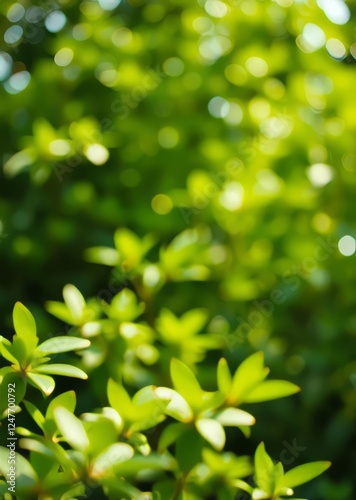 The background image is blurry green leaves feeling refreshed and have a good environment make a background with copy space using as natural green plants  ecology concept bokeh green bokeh green abstr