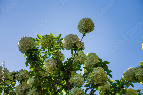 White Chinese Viburnum macrocephalum flower photo