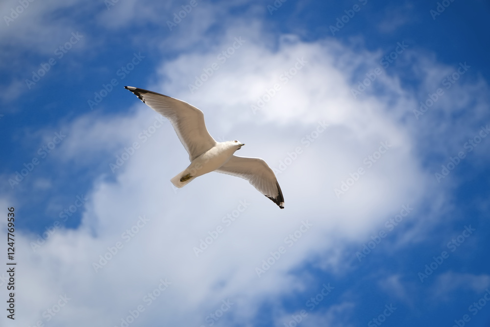 Obraz premium Close to Seagull flying in the blue sky with clouds background. Chicago IL USA