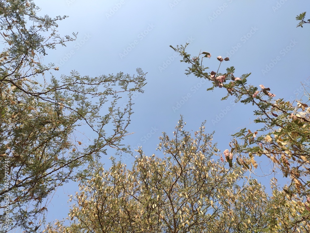 Acacia Senegal ripped pods on the tree branches Acacia Senegal ripped pods on the tree branches