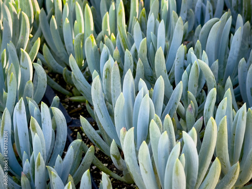 A closeup view of the blue chalksticks plant. photo