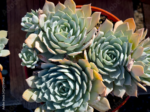 A view of several potted Echeveria subsessilis succulents, on display at a local nursery. photo