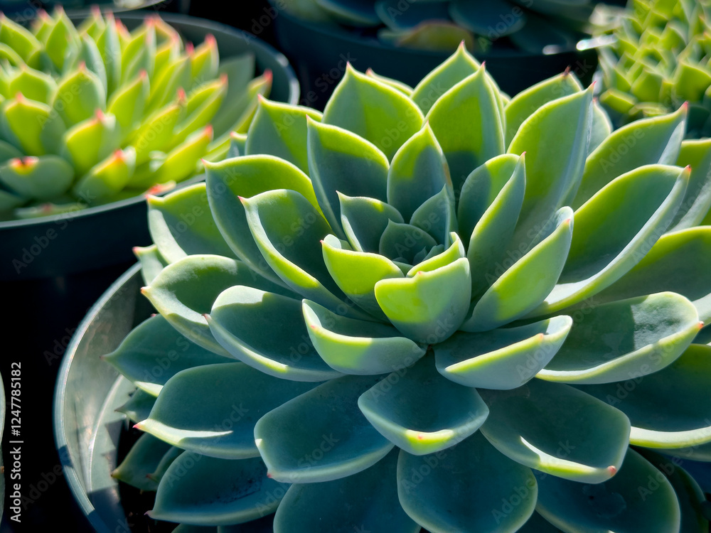 Fototapeta premium A view of an echeveria blue atoll plant, on display at a local nursery.