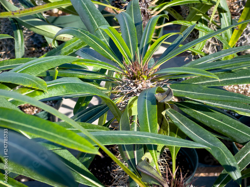 Wallpaper Mural A view of a succulent called Madagascar palm. Torontodigital.ca