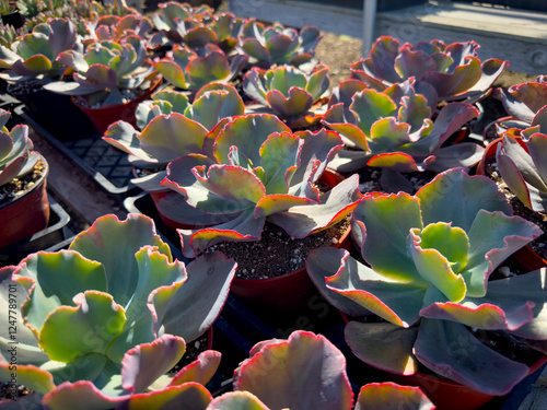 A view of several echeveria gibbiflora hybrid plants, on display at a local nursery. photo