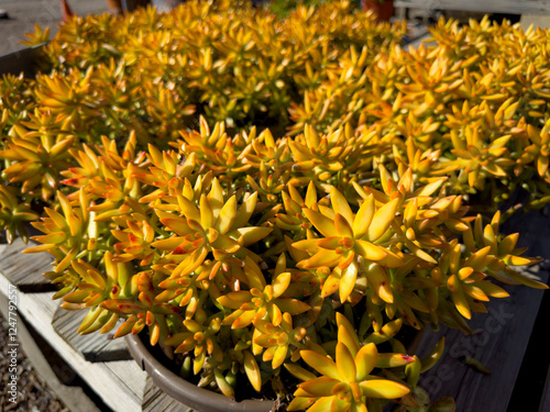 Canvastavla A closeup view of several potted sedum firestorm plants, on display at a local nursery