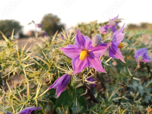 Foto Solanum Virginianum  flowers, flowering Surattense Nightshade plant