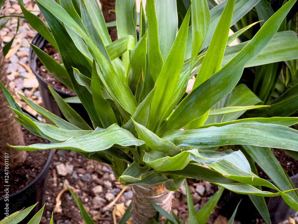 Obraz premium A view of a spineless yucca plant, on display at a local nursery.