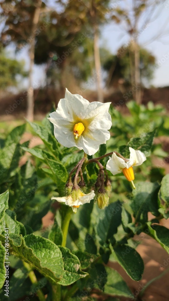 Potato plant flowers in field, blooming potato flowers, close up view Potato plant flowers in field, blooming potato flowers, close up view
