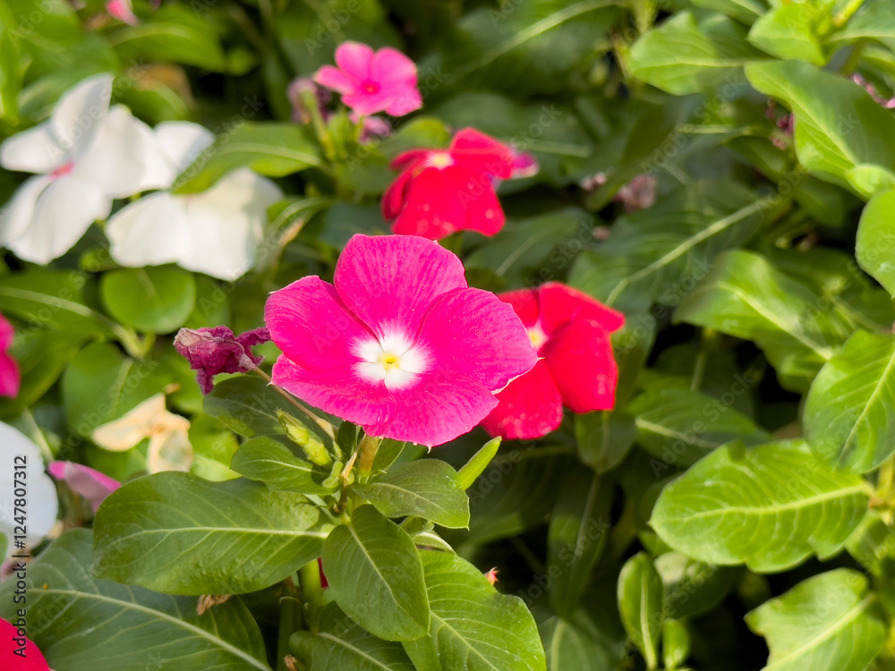 A view of some hybrid pink periwinkle flowers, on display at a local nursery.