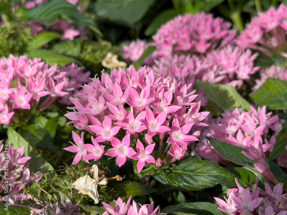 A view of some pink flower clusters from the pentas plant, on display at a local nursery. A view of some pink flower clusters from the pentas plant, on display at a local nursery.