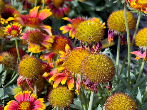 A closeup view of some hybrid blanket flowers.