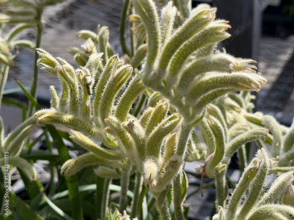 Obraz premium A closeup view of blossoming flowers of a kangaroo paw plant, on display at the nursery.