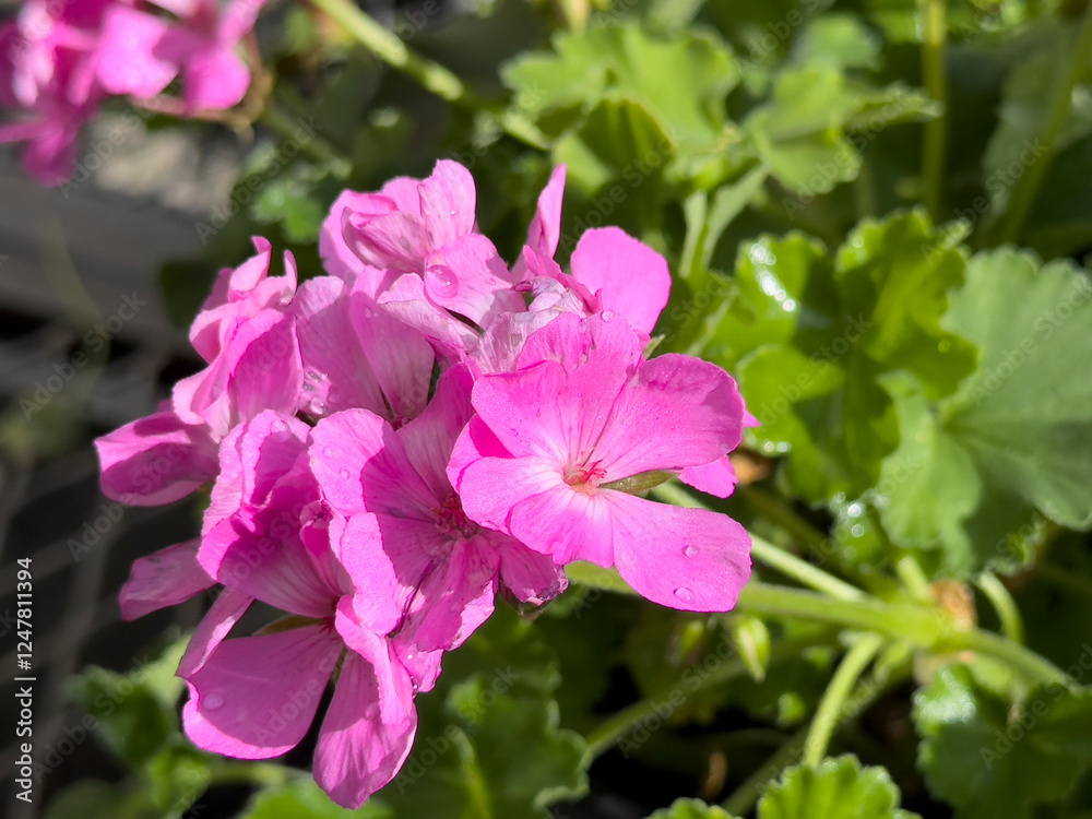 A view of some pink zonal geranium flowers, on display at the nursery. A view of some pink zonal geranium flowers, on display at the nursery.
