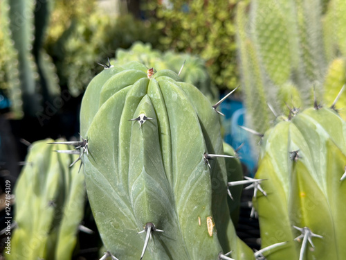 A closeup view of some blue candle cactus, on display at the nursery. photo