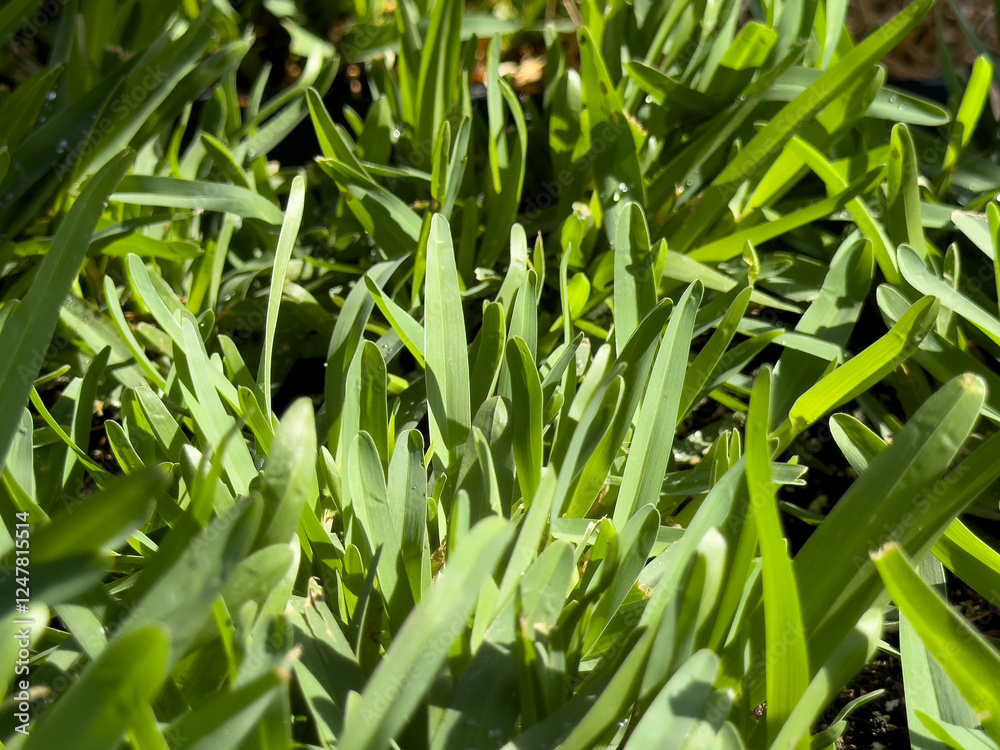 A closeup view of some St. Augustine grass, on display at the nursery. A closeup view of some St. Augustine grass, on display at the nursery.