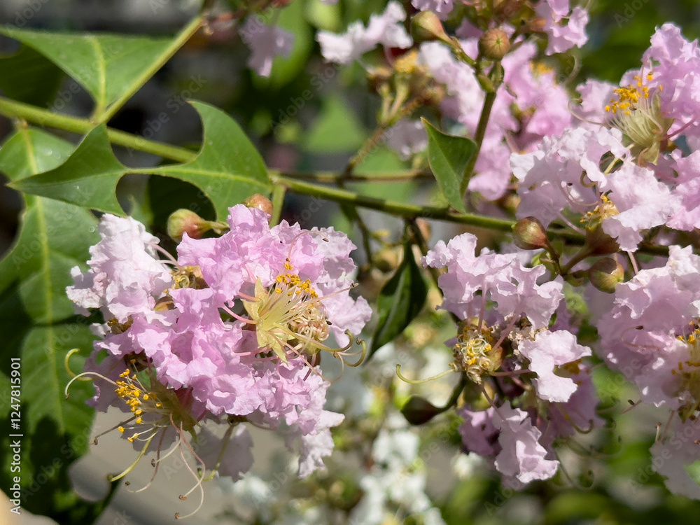 A view of the flowers of a muskogee crape myrtle tree. A view of the flowers of a muskogee crape myrtle tree.