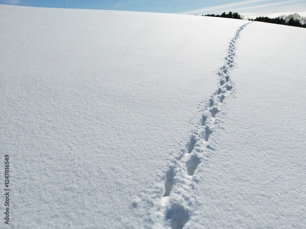 Footprints in the snow receding towards the horizon - Trace de pas dans la neige s'éloignant vers l'horizon Footprints in the snow receding towards the horizon - Trace de pas dans la neige s'éloignant vers l'horizon