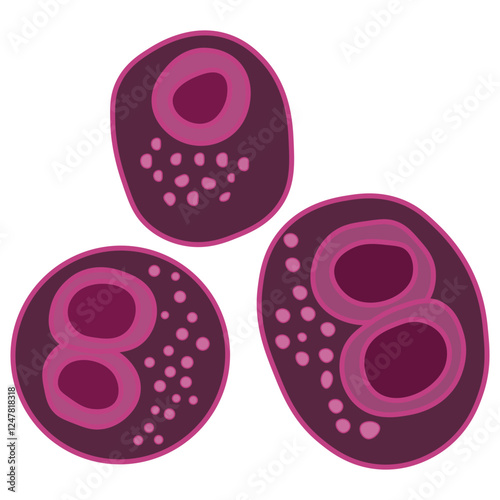 Cytomegalovirus