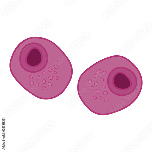 Cytomegalovirus