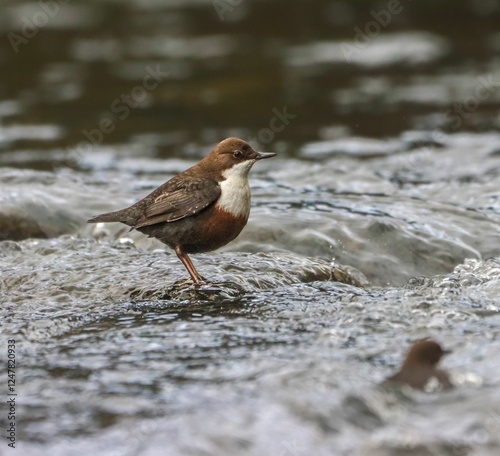 Dipper bird on river rock