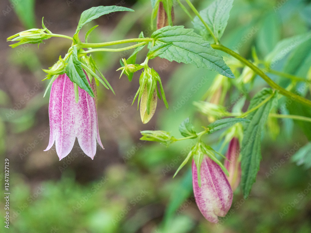 Obraz premium Campanula punctata flower