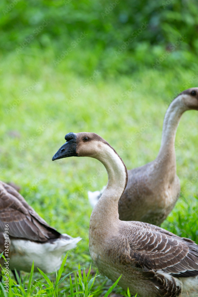 geese on the meadow