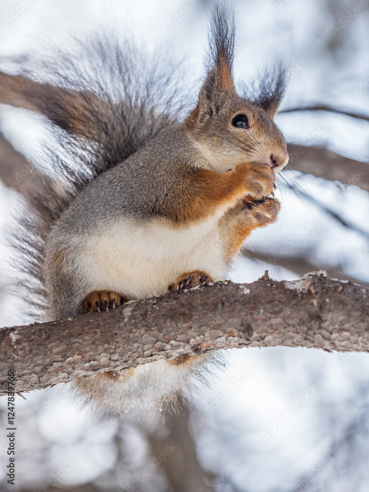 The squirrel with nut sits on tree in the winter or late autumn The squirrel with nut sits on tree in the winter or late autumn