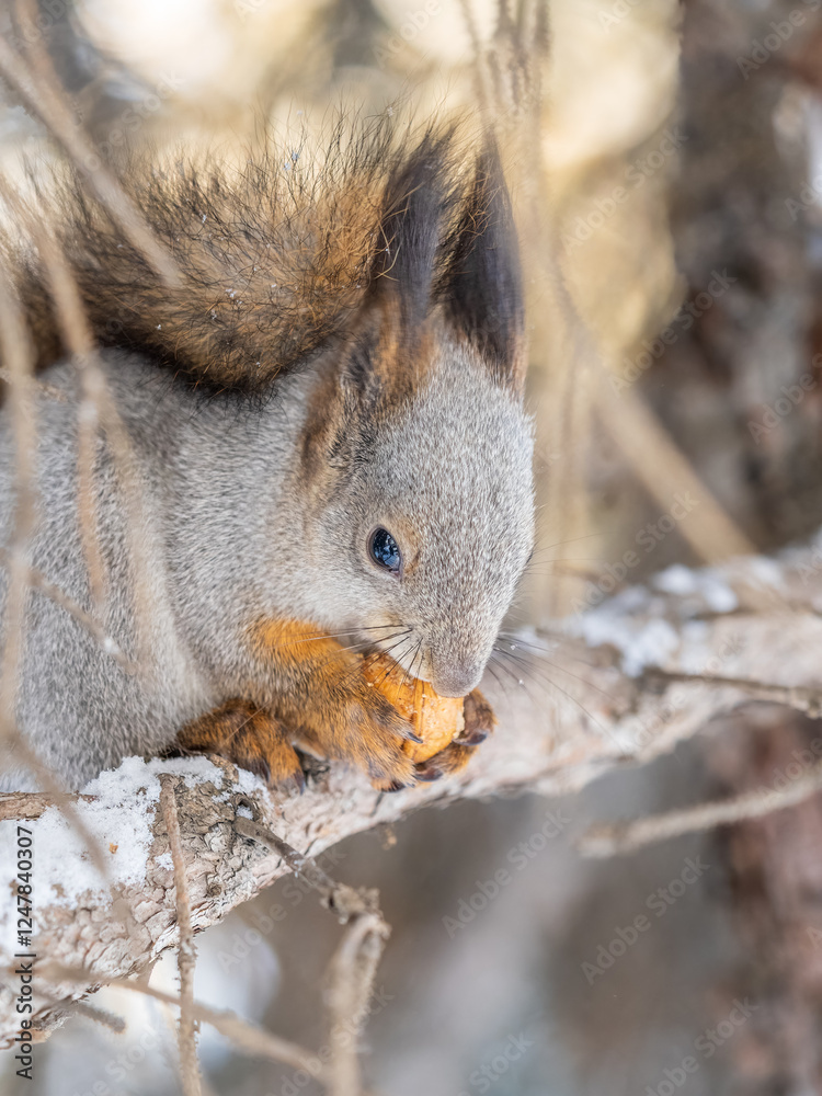 Fototapeta premium The squirrel with nut sits on tree in the winter or late autumn