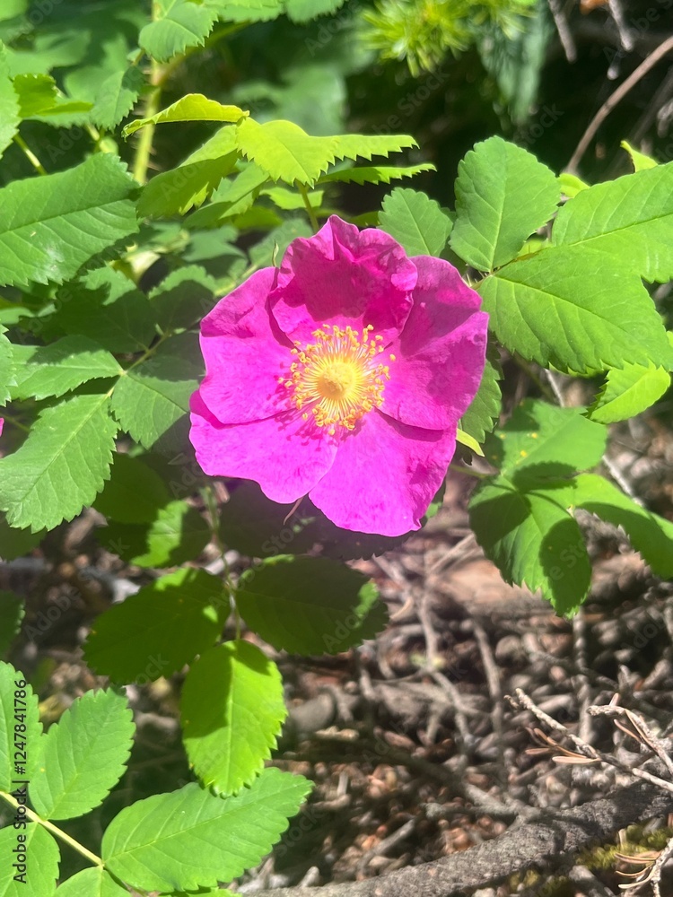 Mountain Rose Mountain Rose