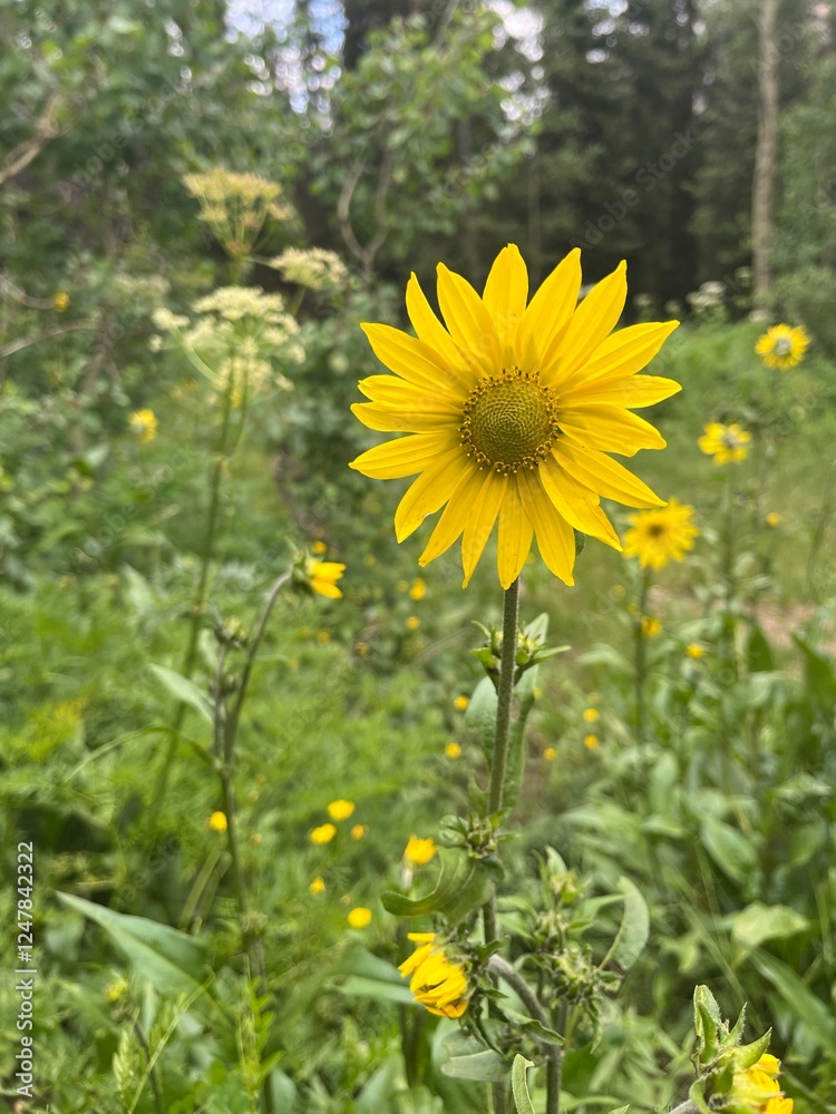 Obraz premium Mountain Sunflower