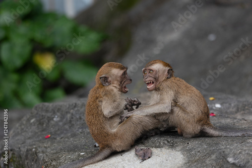 Photography monkey photos