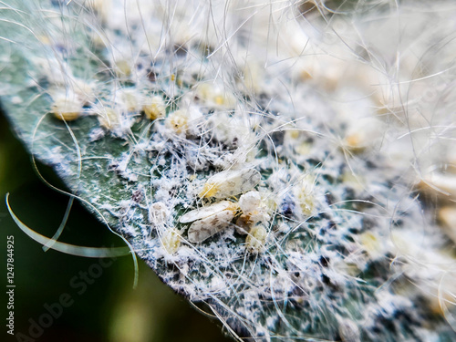 Silverleaf whitefly (Kutu kebul) photo