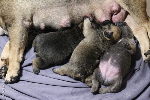 french bulldog Puppie sucks mother's milk