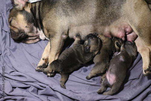 french bulldog Puppie sucks mother's milk