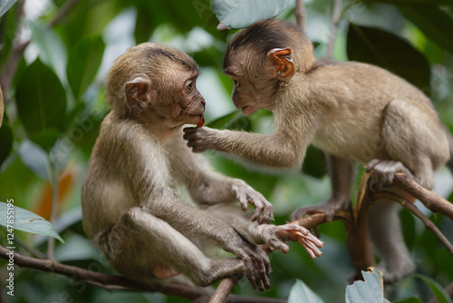 Photography monkey photos
