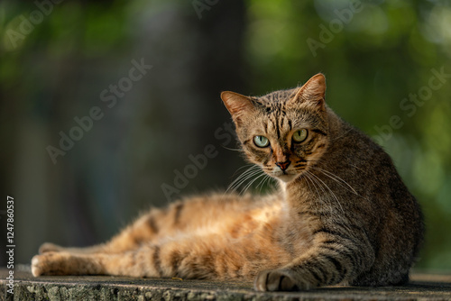 portrait of a cat