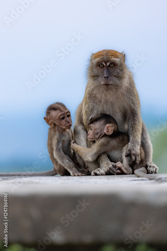 mother and baby macaque