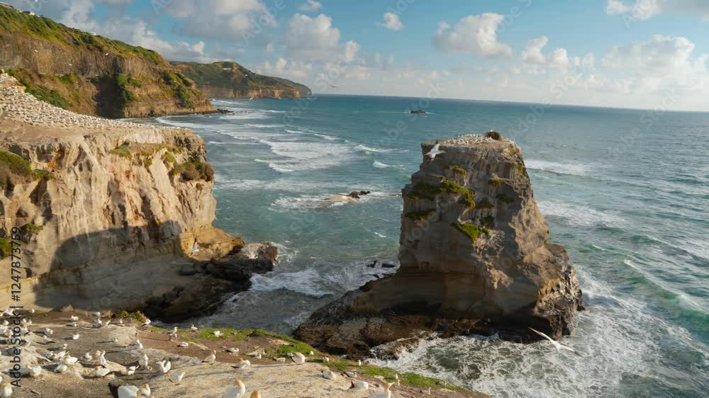 Big gannets colony breeding in rocky cliff of New Zealand Big gannets colony breeding in rocky cliff of New Zealand