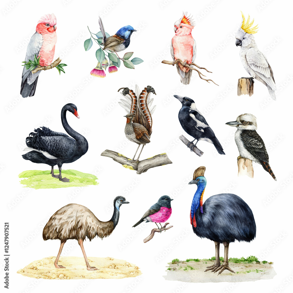 Obraz premium Australian birds watercolor illustration set. Hand drawn various native birds of Australia. Painted cockatoo, kookaburra, cassowary, emu, lyrebird, black swan bird, magpie on white background