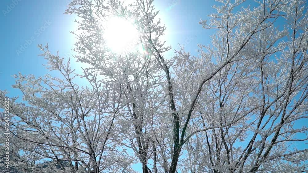 Exploring the breathtaking alpine fog and crystal trees in Hangzhou Nature Reserve, Zhejiang Province Exploring the breathtaking alpine fog and crystal trees in Hangzhou Nature Reserve, Zhejiang Province