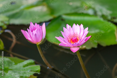 pink waterlily in the pond